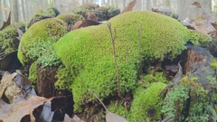 Leucobryum