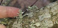 Ramalina complanata