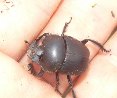 Scarabaeus convexus