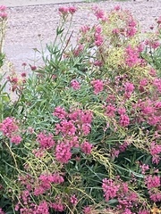 Centranthus