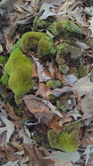 Leucobryum