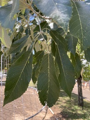 Handroanthus albus