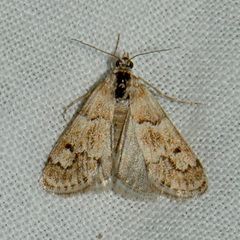 Noctueliopsis brunnealis