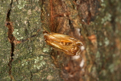 Synanthedon spuleri