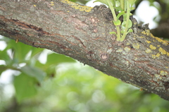 Synanthedon spuleri