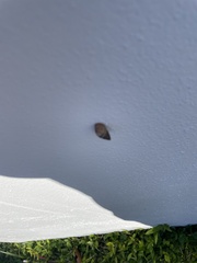 Bulimulus guadalupensis