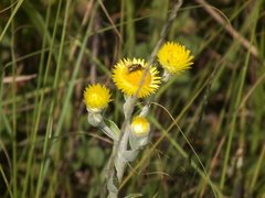 Helichrysum aureum