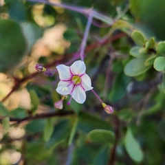 Commicarpus brandegeei