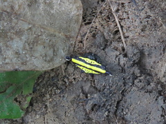 Gasteracantha diadesmia