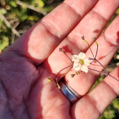 Commicarpus brandegeei