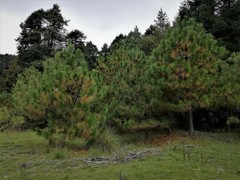Pinus montezumae