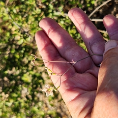 Commicarpus brandegeei