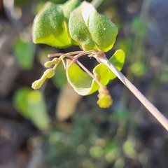 Commicarpus brandegeei