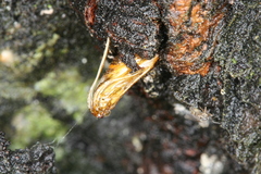 Synanthedon spuleri