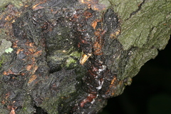 Synanthedon spuleri