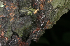 Synanthedon spuleri