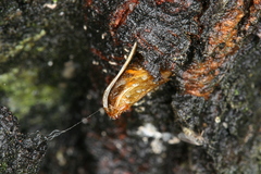Synanthedon spuleri