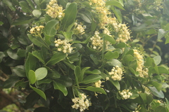 Ixoroideae