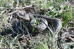 Lotiev's Viper photo 3
