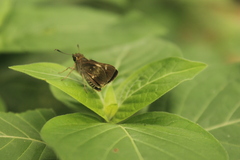 Platylesches moritili