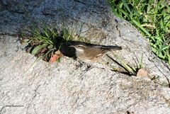 Cinclodes olrogi