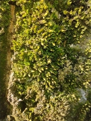 Orthotrichum diaphanum