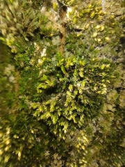 Orthotrichum diaphanum