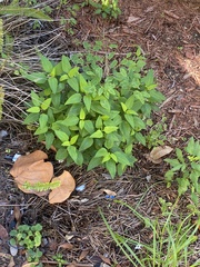 Sida ulmifolia