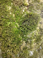 Orthotrichum diaphanum