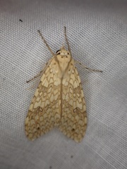 Lophocampa maroniensis