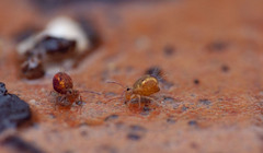Dicyrtomina