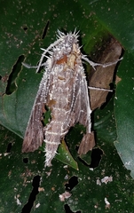 Akanthomyces