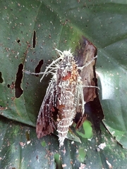 Akanthomyces