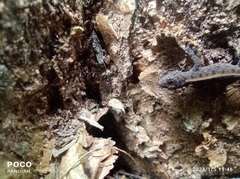 Cnemaspis mysoriensis