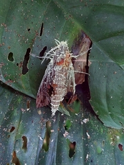 Akanthomyces