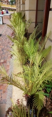 Blechnum gibbum