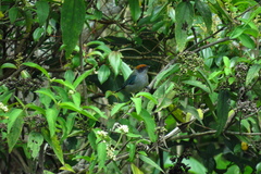 Stilpnia vitriolina