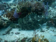 Rivulated Mutton Hamlet photo 2