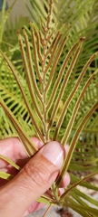 Blechnum gibbum