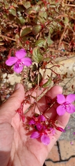 Heterocentron elegans
