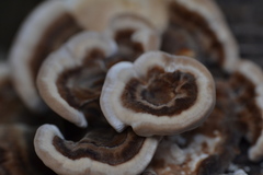 Thelephora terrestris