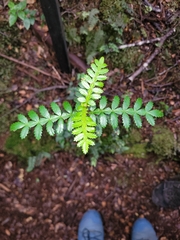 Weinmannia trichosperma