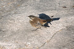 Cinclodes olrogi