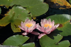 Nymphaea alba
