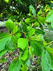 Terminalia catappa