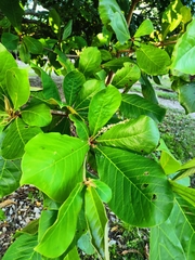 Terminalia catappa