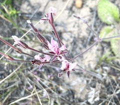 Pelargonium pinnatum