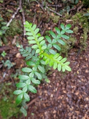 Weinmannia trichosperma