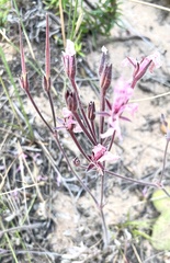 Pelargonium pinnatum
