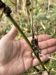 Echinodothis tuberiformis